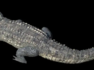  Crocodile Rigged 3D 