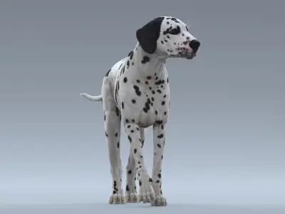  Dalmatian Rigged 