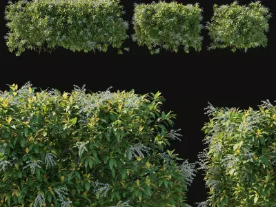 Pieris Floribunda bush 04 3D model