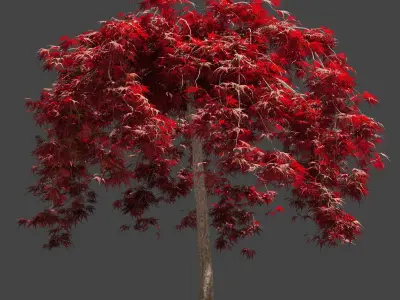 Japanese Maple Dissectum on stamm - Acer Japonicum Dissectum 3D model