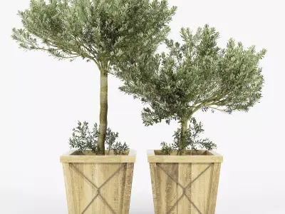 Olea Europaea box 3D model