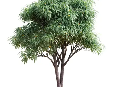 Deciduous tree with fruit - Medlar 3D model