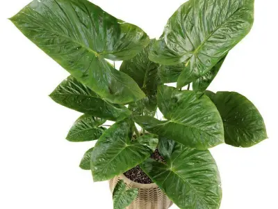 Elephant ear caladium in pots 3D model