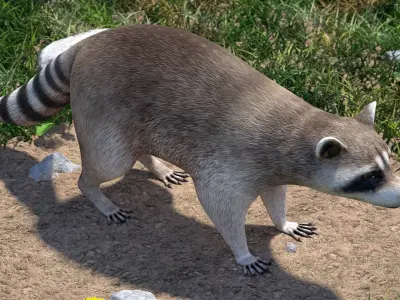  Raccoon Rigged for Maya 