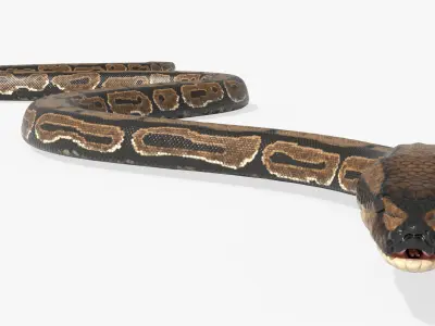  Python Snake Rigged For Blender Animated Set 