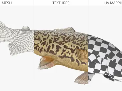  Tiger Trout Fish Lying Position 