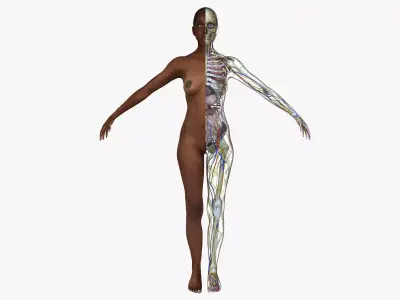 Full African American Female Anatomy 3D model