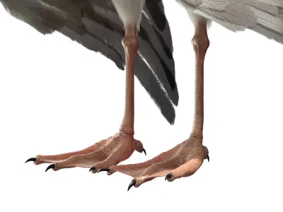  Seagull Fur Anatomy 