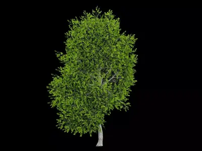 Realistic Tree Low-poly 3D model