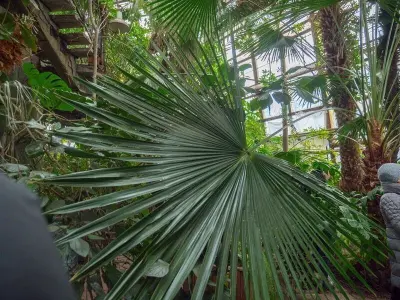 Photo Reference Pack Orangery Trees Nature Semi-Abandoned Texture