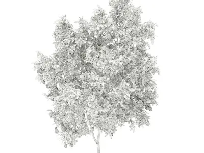 Avocado Tree with Fruits 3D model