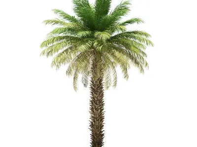 Date Palm Tree 3D Model 7m 3D model