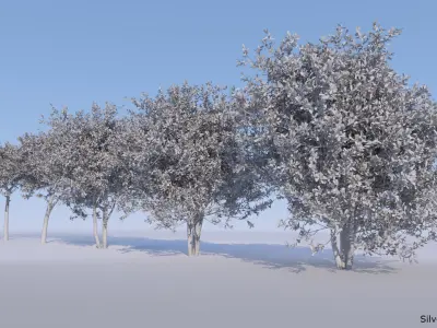 Silver Buttonwood - Conocarpus Erectus 3D model