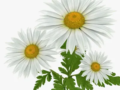 Daisy  Flower Low-poly 3D model