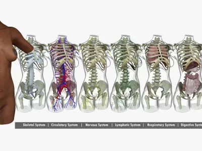 Detailed African American Female Torso Medical Edition 3D model