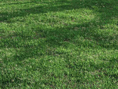 Bermuda grass 2 3D model
