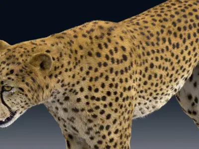  Cheetah Animated Fur 