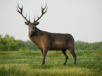 Stag Rigged Blender 
