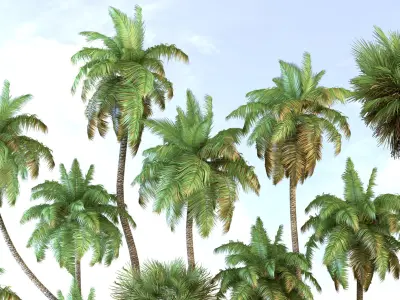  Palm trees/Tropical 