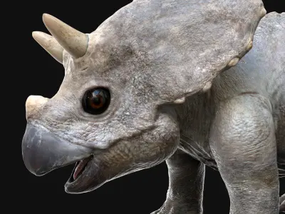  TriceratopsBaby 3D Rigged 