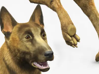  Dutch Herding Dog in Run Pose Gold Brindle Fur 