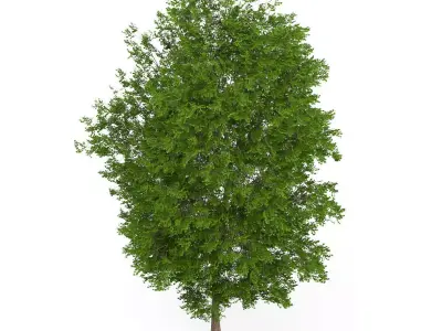 Maidenhair Tree Ginkgo biloba 3D model