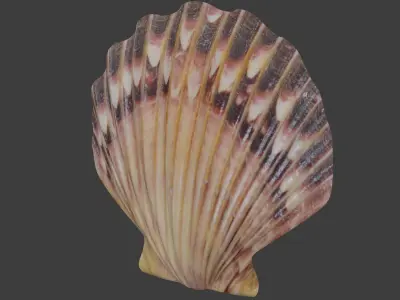Seashell Low-poly 3D model