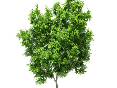 Avocado Tree 3D model