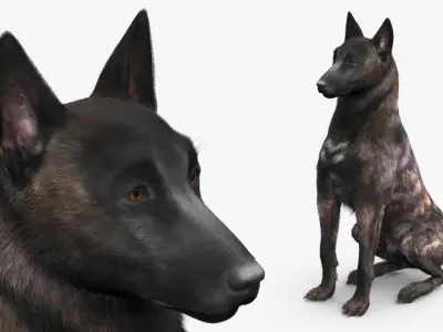  Dutch Shepherd Dog Sitting Fur 