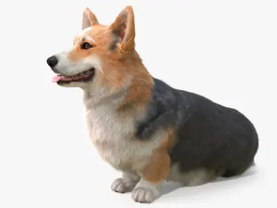  Tricolor Welsh Corgi Pembroke Sitting Pose Fur for Maya 