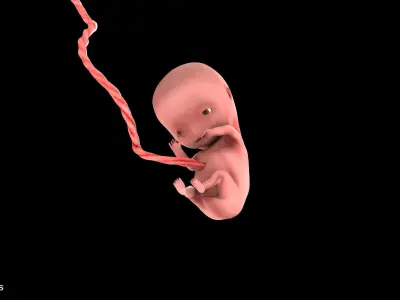 10 Weeks Human Fetus Low-poly 3D model