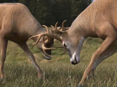  Whitetail Deer Fighting 