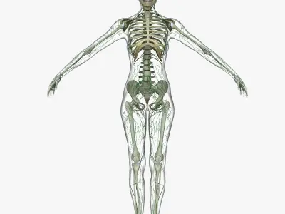 Male and Female Lymphatic System Collection 3D model