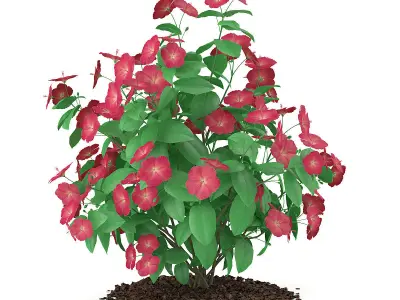 Hibiscus Flowers Hibiscus rosa-sinensis 3D model