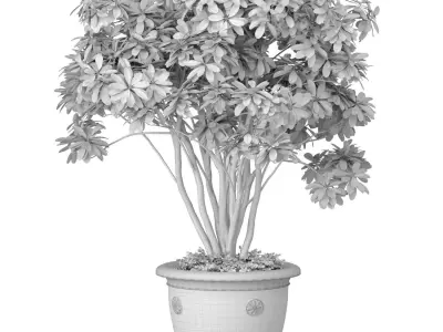 A money tree in a classic potted flowerpot  Indoor plant 3D model