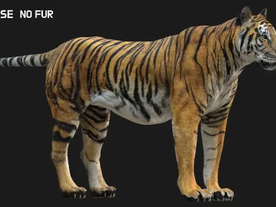  Tiger Fur 