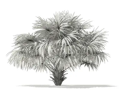 Thatch Palm Tree 3D Model 3m 3D model