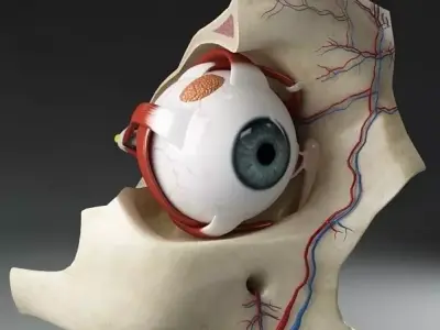 Anatomy eye with skull cut-section 3D model