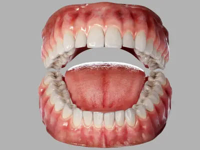  Realistic Human Mouth Teeth Tongue Rigged 