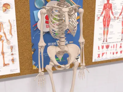  Human Female Skeleton Anatomy Rigged 