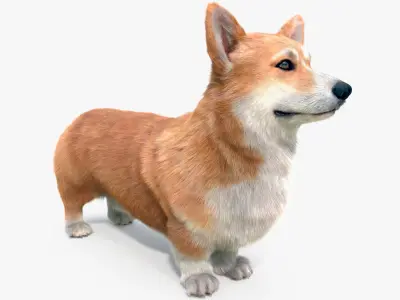 Pembroke Welsh Corgi Dog Fur for Maya Rigged 