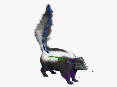  American Striped Skunk Defensive Fur Animated Rigged For Blender 
