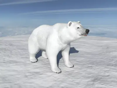 Polar Bear 3D Model with Animations  Game Ready Low-poly 3D model