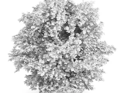 Common Hazel Tree Corylus avellana 3D model