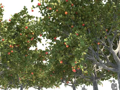 Apple tree 01 3D model