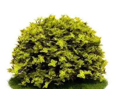 Light Green Leaf Shrub 3D model