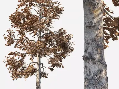 Acer Tree 01 3D model