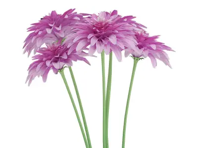 Pink Chrysanthemum Flowers Argyranthemum frutescens 3D model