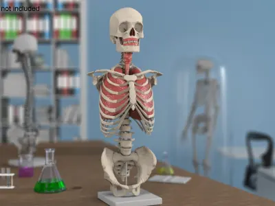  Skeleton Thorax Anatomy 