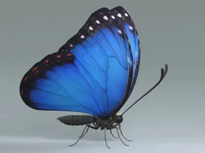  Blue Morpho Butterfly Rigged Xgen 